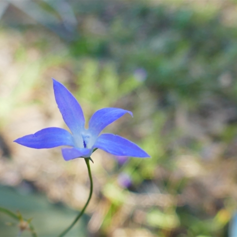 Wahlenbergia fluminalis