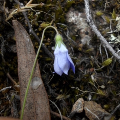 Wahlenbergia gracilenta