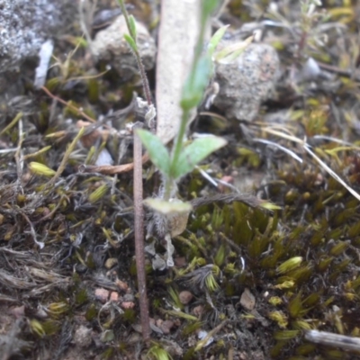 Wahlenbergia gracilenta