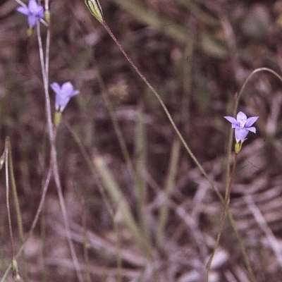 Wahlenbergia gracilis