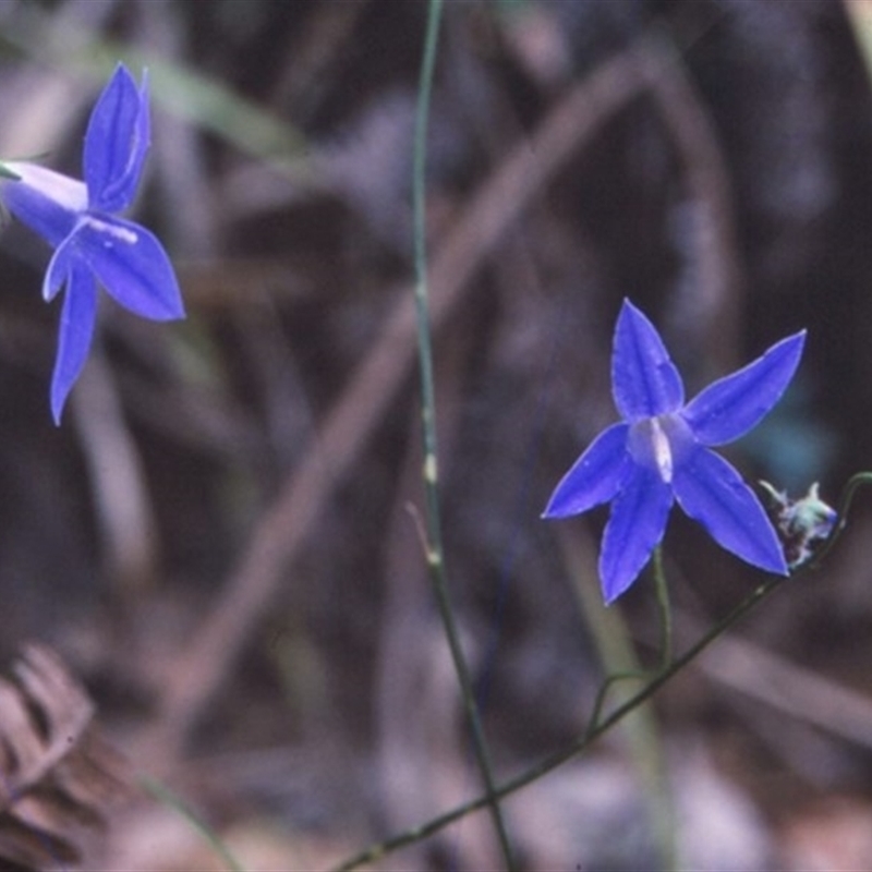 Wahlenbergia littoricola