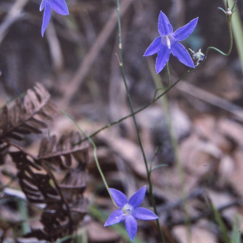 Wahlenbergia littoricola