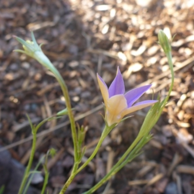 Wahlenbergia luteola