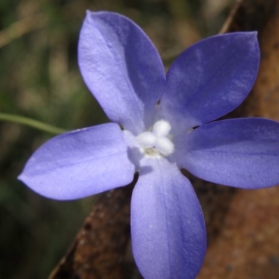 Wahlenbergia multicaulis