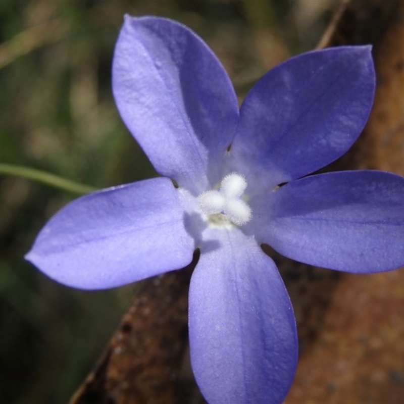 Wahlenbergia multicaulis