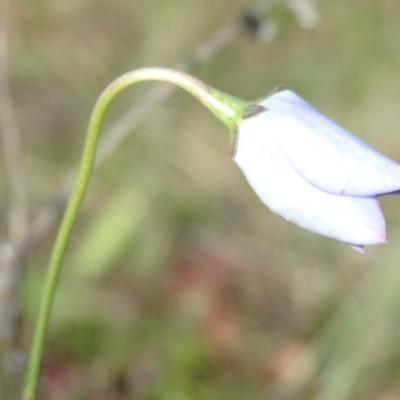 Wahlenbergia multicaulis