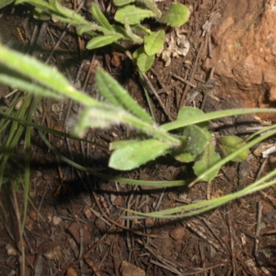 Wahlenbergia planiflora