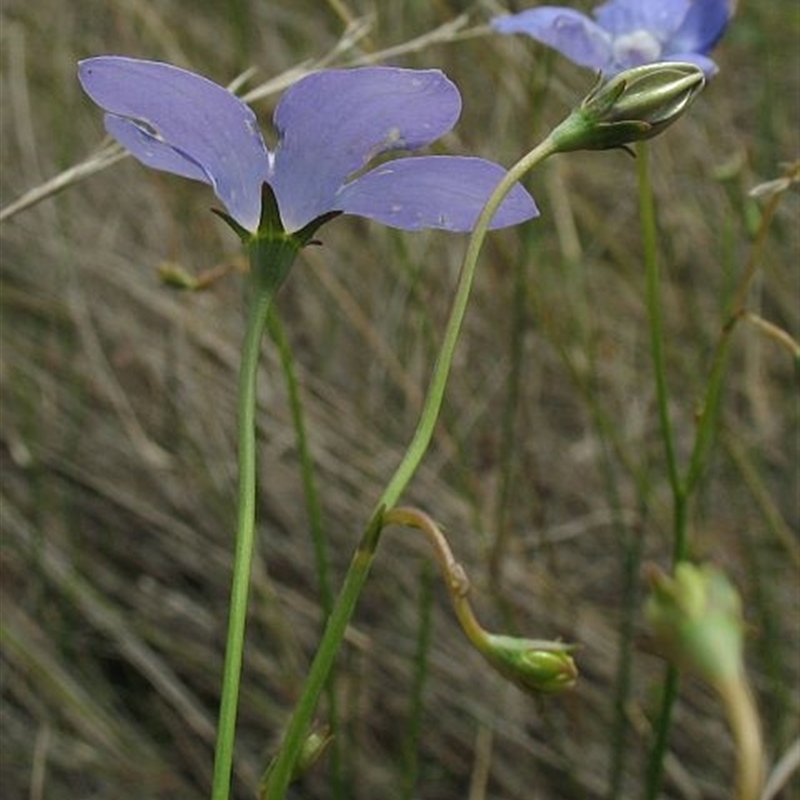 Wahlenbergia planiflora subsp. planiflora