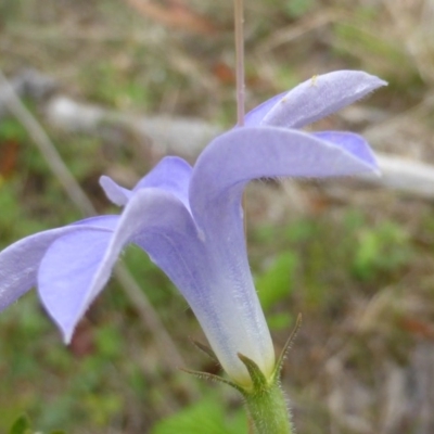 Wahlenbergia sp.