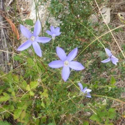 Wahlenbergia sp.