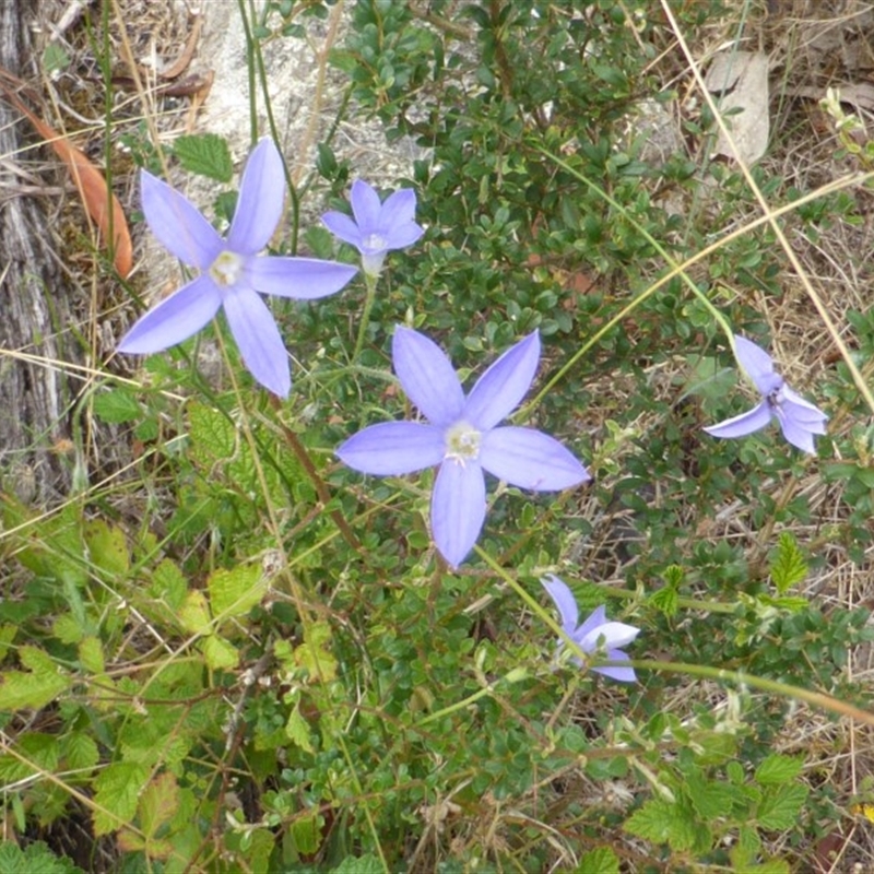 Wahlenbergia sp.