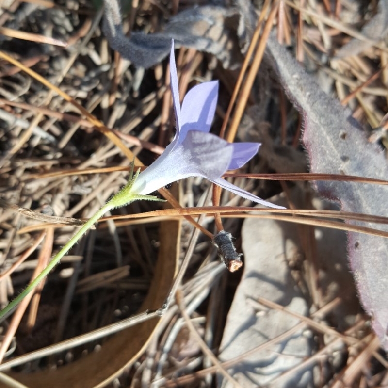 Wahlenbergia stricta subsp. alterna