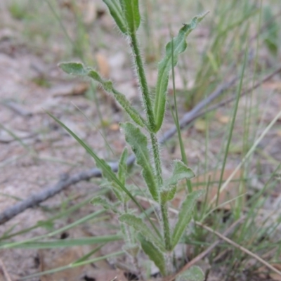 Wahlenbergia stricta subsp. stricta