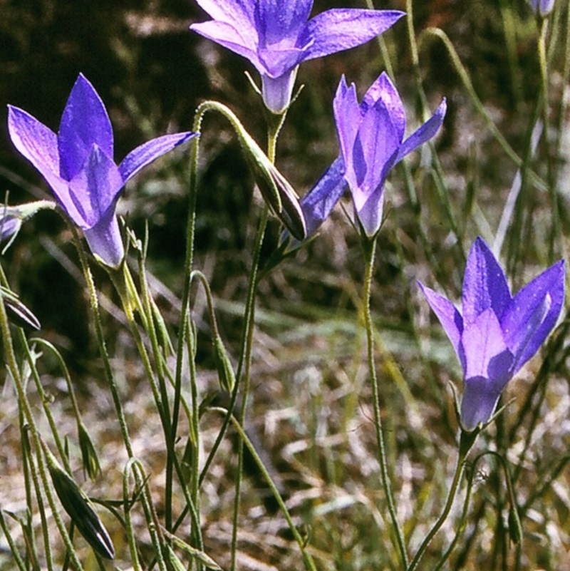 Wahlenbergia stricta subsp. stricta