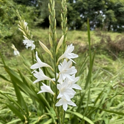 Watsonia borbonica