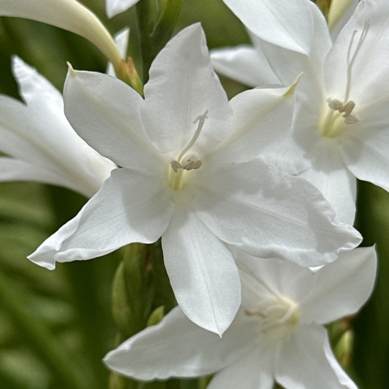 Watsonia borbonica