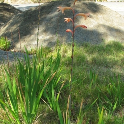 Watsonia meriana var. bulbillifera