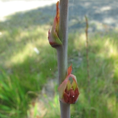 Watsonia meriana var. bulbillifera