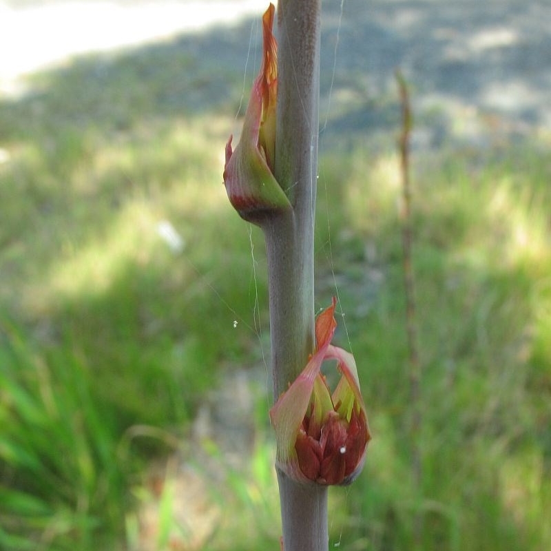 Watsonia meriana var. bulbillifera