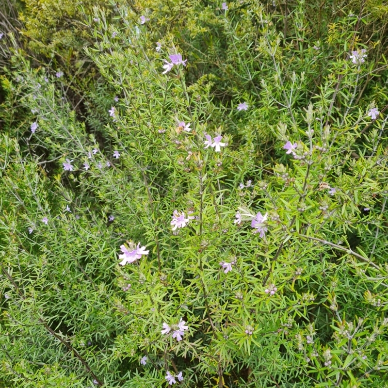 Westringia 'Wynabbie Gem'