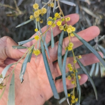 Acacia pendula