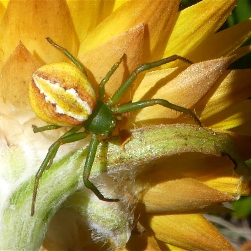 Female