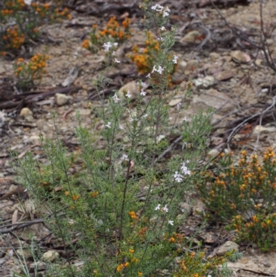 Westringia eremicola