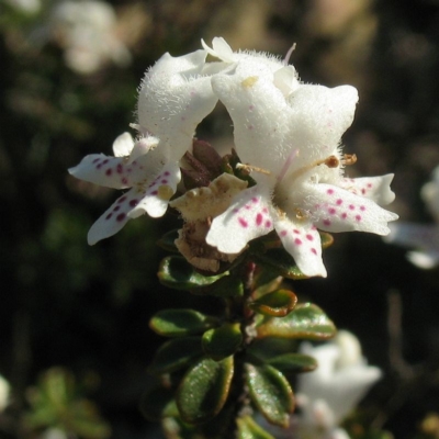 Westringia kydrensis