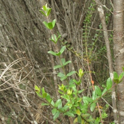 Westringia kydrensis