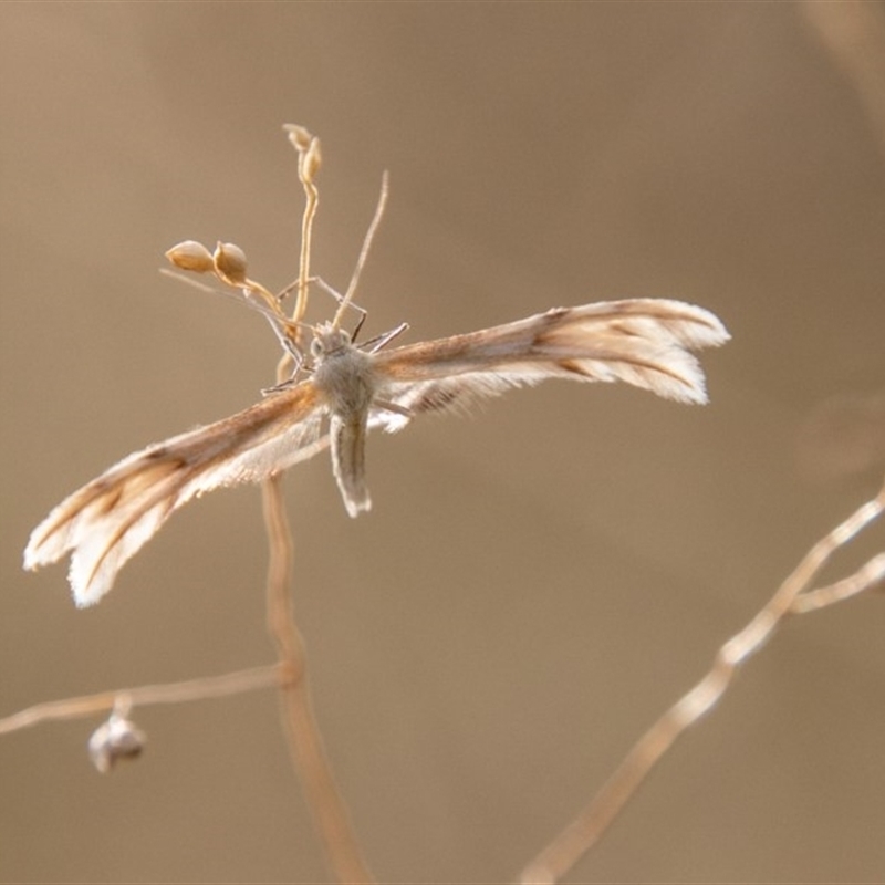 Wheeleria spilodactylus