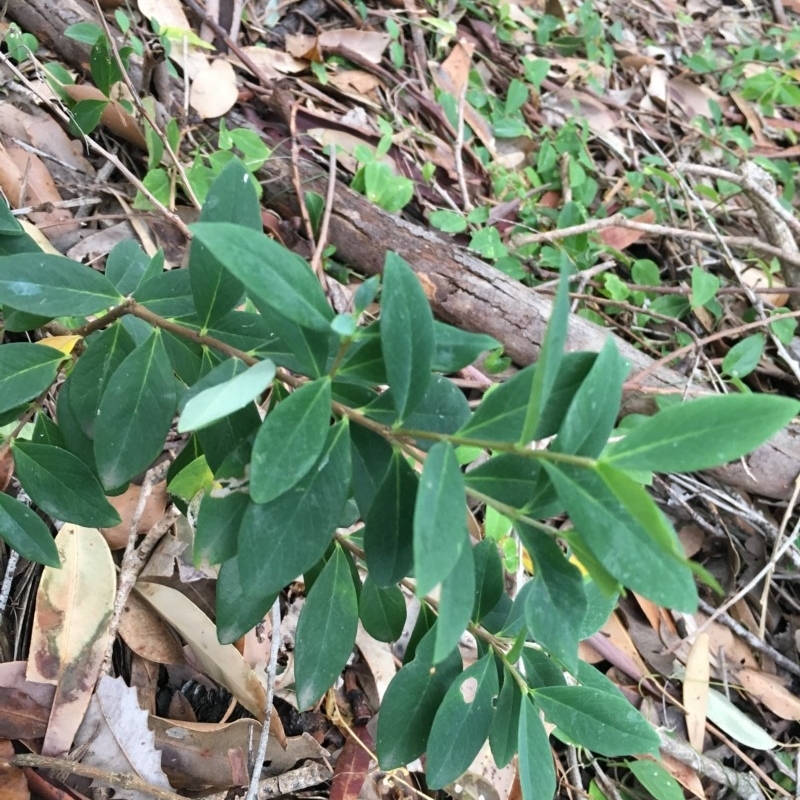 Wikstroemia indica