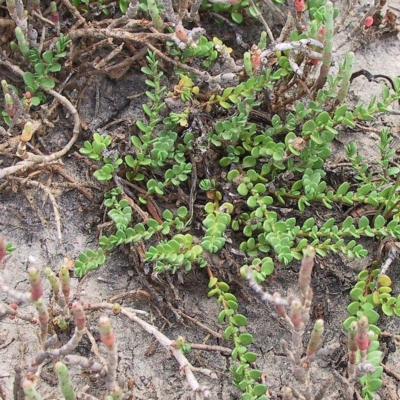 Wilsonia rotundifolia