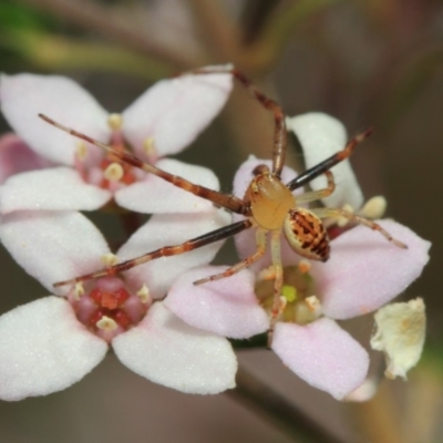 Australomisidia sp. (genus)