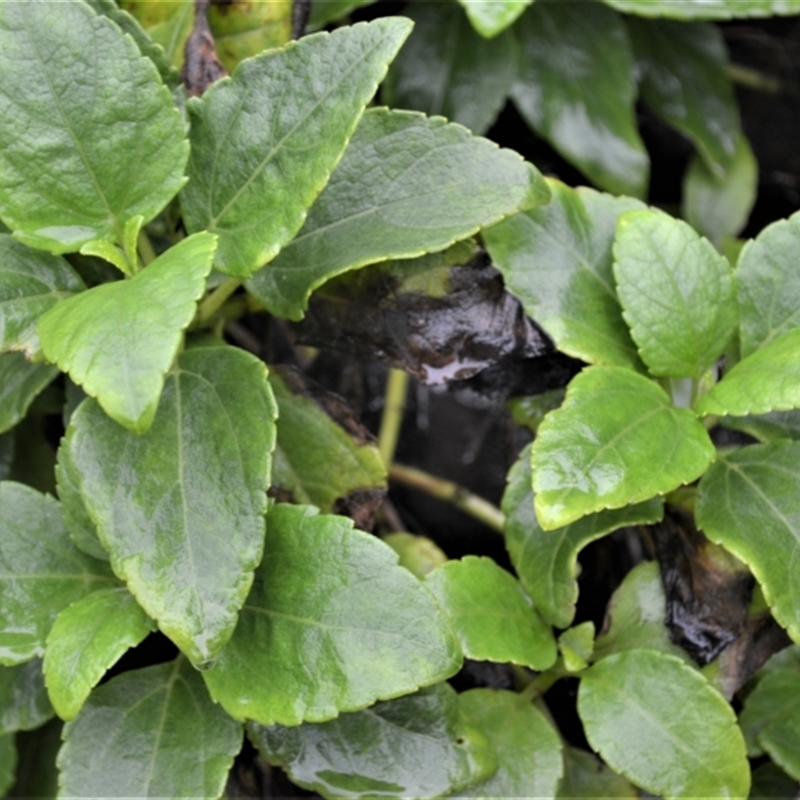 Wollastonia uniflora