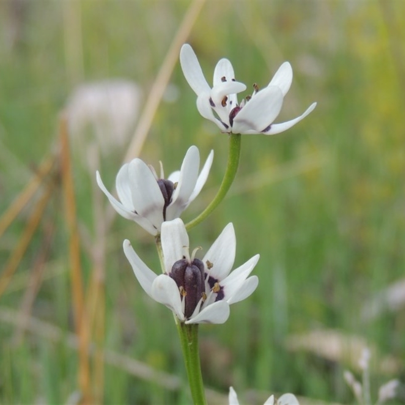 Wurmbea dioica subsp. dioica