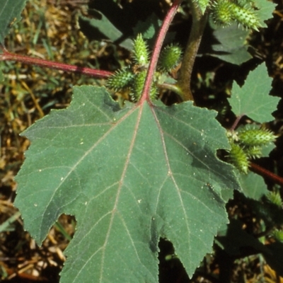 Xanthium occidentale