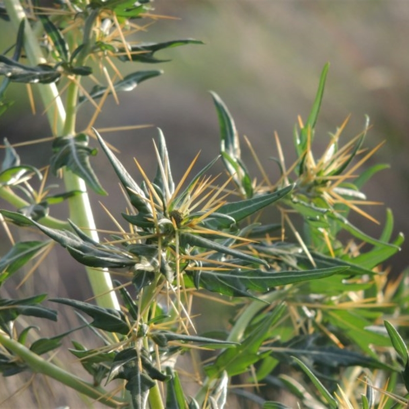 Xanthium spinosum