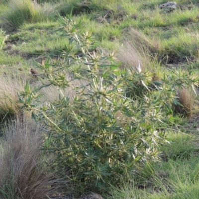 Xanthium spinosum