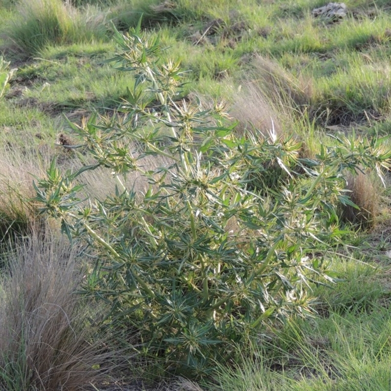 Xanthium spinosum