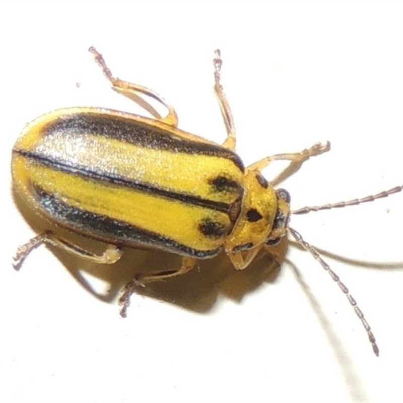 Xanthogaleruca luteola