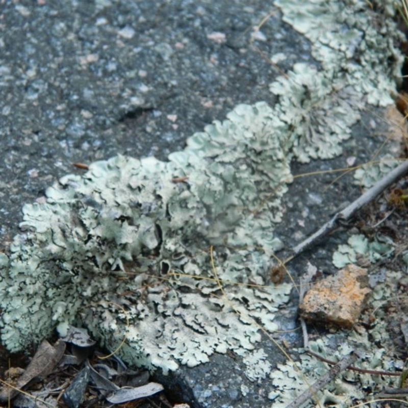 Xanthoparmelia sp.