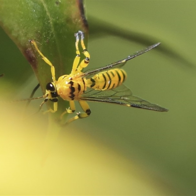 Xanthopimpla sp. (genus)