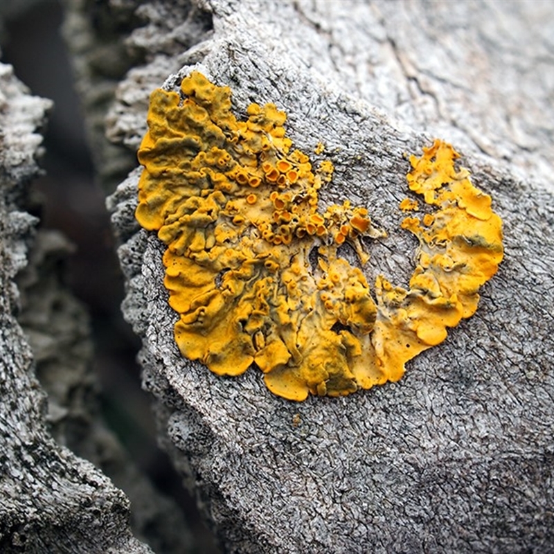 Xanthoria sp.