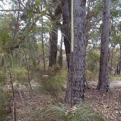 Xanthorrhoea concava