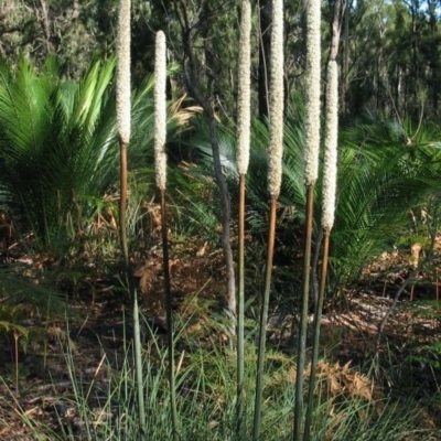 Xanthorrhoea concava