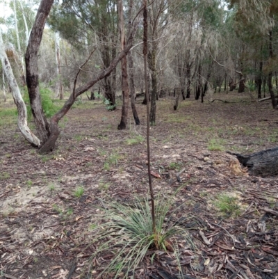 Xanthorrhoea concava