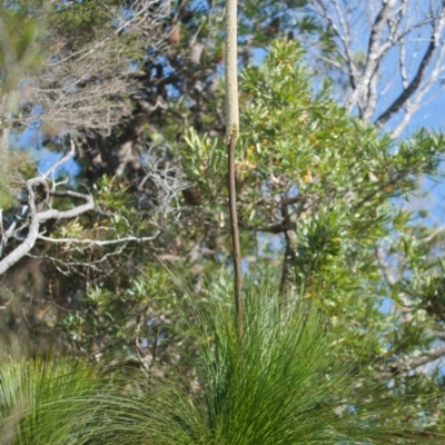 Xanthorrhoea fulva