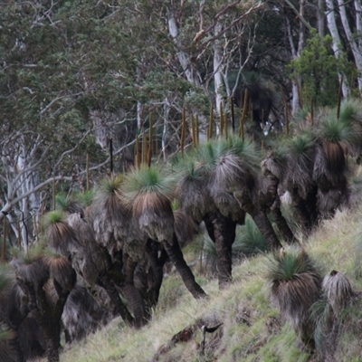 Xanthorrhoea glauca