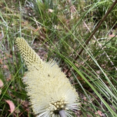 Xanthorrhoea macronema