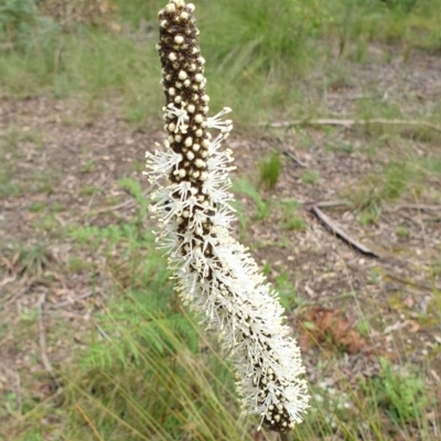 Xanthorrhoea minor subsp. lutea
